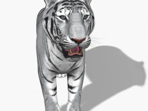 impresionante tigre blanco Modelo 3D