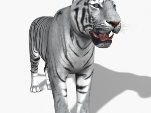 awesome white tiger Modello 3D