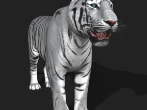awesome white tiger Modello 3D
