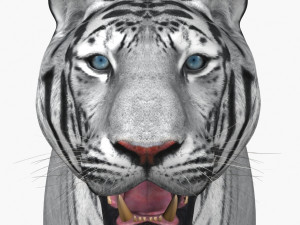 awesome white tiger Modello 3D