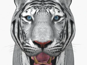 fantastica tigre bianca Modello 3D