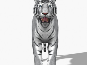 awesome white tiger Modello 3D