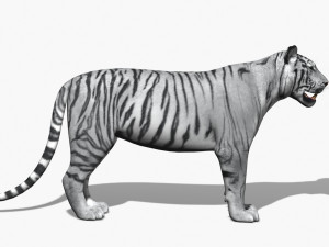 awesome white tiger Modello 3D