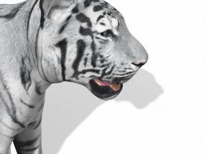 awesome white tiger Modello 3D