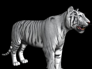 awesome white tiger Modello 3D