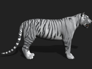awesome white tiger Modello 3D