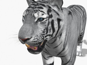 awesome white tiger Modello 3D