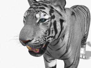 fantastica tigre bianca Modello 3D