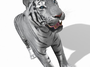 awesome white tiger Modello 3D