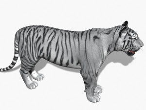 awesome white tiger Modello 3D