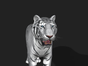 awesome white tiger Modello 3D