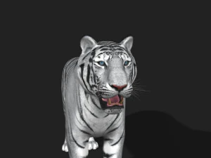 fantastica tigre bianca Modello 3D