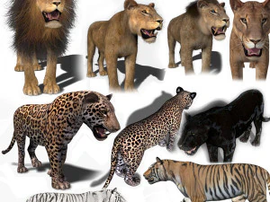 paquete felino &uacute;nico Modelo 3D