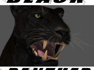 unique feline pack Modelo 3D