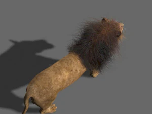 benzersiz kedi paketi 3D Model