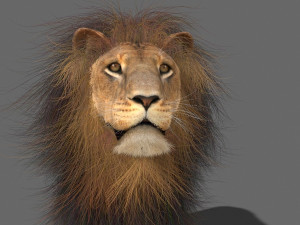 unique feline pack Modelo 3D