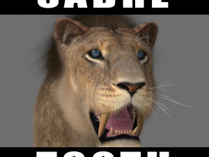 unique feline pack Modelo 3D