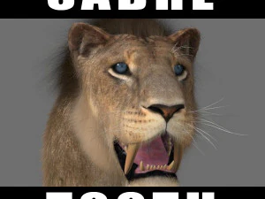 benzersiz kedi paketi 3D Model