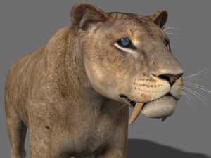 unique feline pack Modelo 3D
