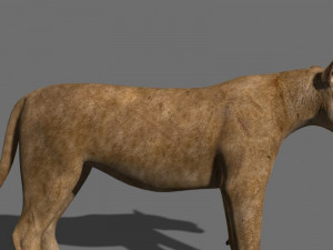 unique feline pack Modelo 3D