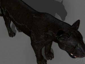 benzersiz kedi paketi 3D Model