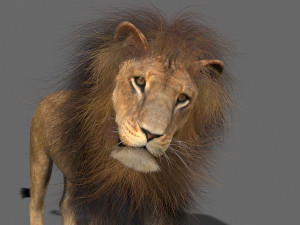 unique feline pack Modelo 3D