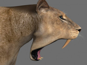 unique feline pack Modelo 3D