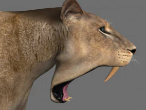 benzersiz kedi paketi 3D Model