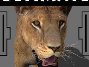 unique feline pack Modelo 3D