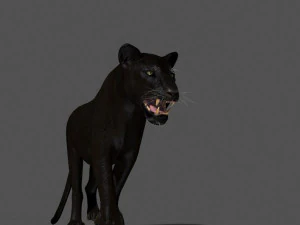 benzersiz kedi paketi 3D Model