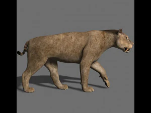 benzersiz kedi paketi 3D Model