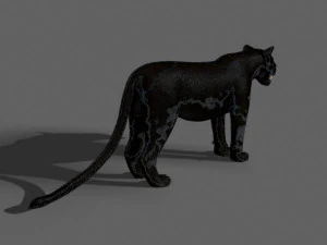 benzersiz kedi paketi 3D Model