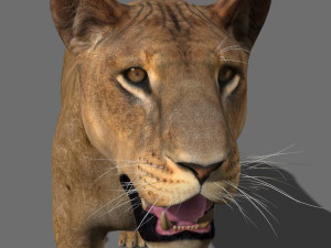 unique feline pack Modelo 3D