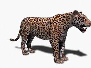 benzersiz kedi paketi 3D Model