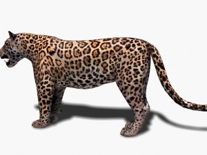unique feline pack Modelo 3D