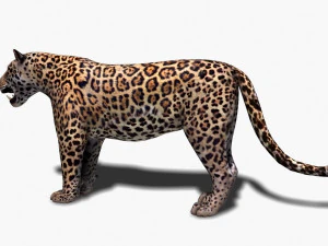 benzersiz kedi paketi 3D Model