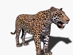 benzersiz kedi paketi 3D Model