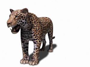 unique feline pack Modelo 3D