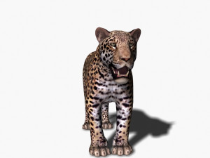 unique feline pack Modelo 3D