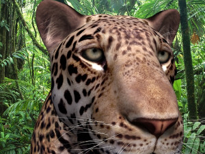 unique feline pack Modelo 3D