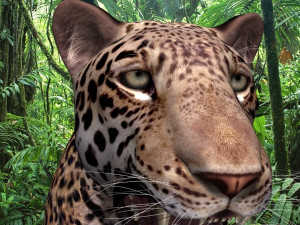unique feline pack Modelo 3D