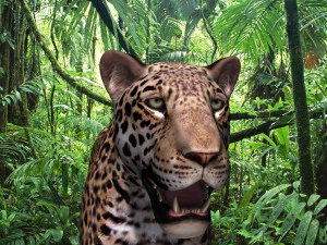 benzersiz kedi paketi 3D Model