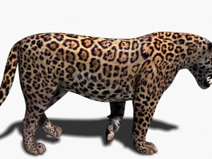 unique feline pack Modelo 3D