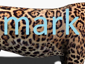 benzersiz kedi paketi 3D Model