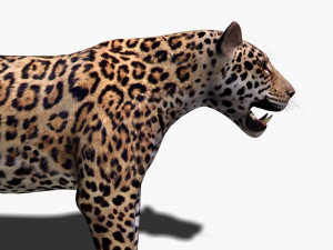 unique feline pack Modelo 3D
