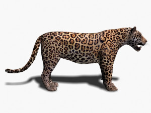 unique feline pack Modelo 3D