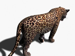 benzersiz kedi paketi 3D Model