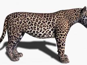 unique feline pack Modelo 3D