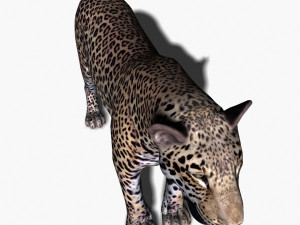 unique feline pack Modelo 3D