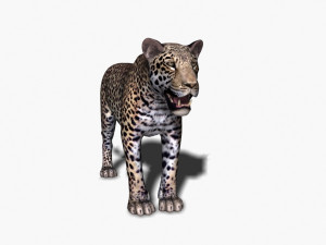 unique feline pack Modelo 3D